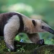 مورچه خواران برخلاف نامشان فقط مورچه ها را نمی خورند!