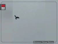 ثبت تصاویری از عقاب‌های بزرگ‌جثه در راز