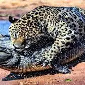 شکار کروکودیل توسط پلنگ گرسنه