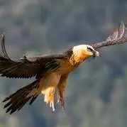 ثبت تصویر هما در آسمان خوشییلاق