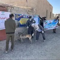 افزایش ۸۸ درصدی پوشش واکسیناسیون هاری در سیستان و بلوچستان