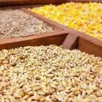 رئیس اتحادیه واردکنندگان: چرا باید یک درصد نهاده‌های دامی در بازارگاه گم بشود؟