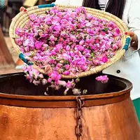 گلاب کاشان در مسیر ثبت جهانی یونسکو