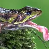 زبان بلند و چسبناک قورباغه ها