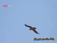 ثبت تصویر هما در آسمان خوش‌ییلاق‌