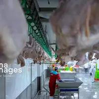 عرضه نامحدود مرغ منجمد با قیمت مصوب در سراسر استان مازندران