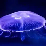 عروس دریایی جاودانه 