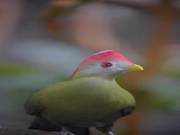 توراکو کاکل قرمز 