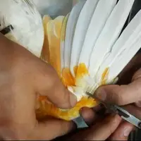 تهیه کنجاله پروتئینی از پَر