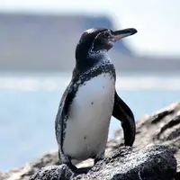 پنگوئن گالاپاگوس گونه ای از پنگوئن های عینکی