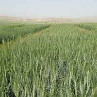 آغاز کاشت مزارع الگویی گندم در دهلران