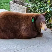 سکونت خرس بزرگ زیر یک خانه!