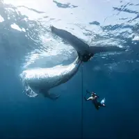 عکس/ برندگان مسابقه عکاسی اقیانوسیه ۲۰۲۵