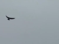 ثبت تصاویری از عقابهای بزرگجثه در شهر راز خراسان شمالی