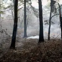 آتش‌سوزی جنگل‌ سیکا هزارجریب نکا مهار شد