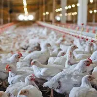 هشدار تولیدکنندگان مرغ درباره آینده بازار