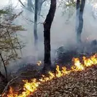 حریق در محدوده عرصه‌های جنگلی توسکستان