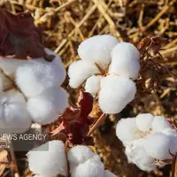 عکس/برداشت پنبه از مزارع خراسان شمالی