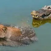 سلطان جنگل طعمه خوشمزه برای تمساح خشمگین 