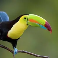 پرنده ای از خانواده توکان به رنگ زرد زعفرانی