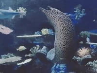 مارماهی موری 