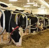 شیوع بیماری تب برفکی در ۱۰ شهرستان خوزستان