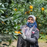 برداشت پرتقال در گلستان