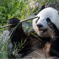 خرسهای تنبل باهوشتر از تصور ما؛ برای نخستینبار استفاده پانداها از ابزار مشاهده شد