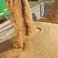 قیمت خرید تضمینی جو و ذرت تعیین شد