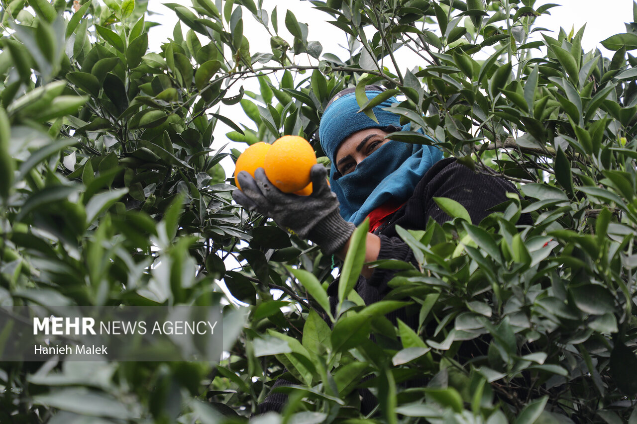 برداشت پرتقال در گلستان