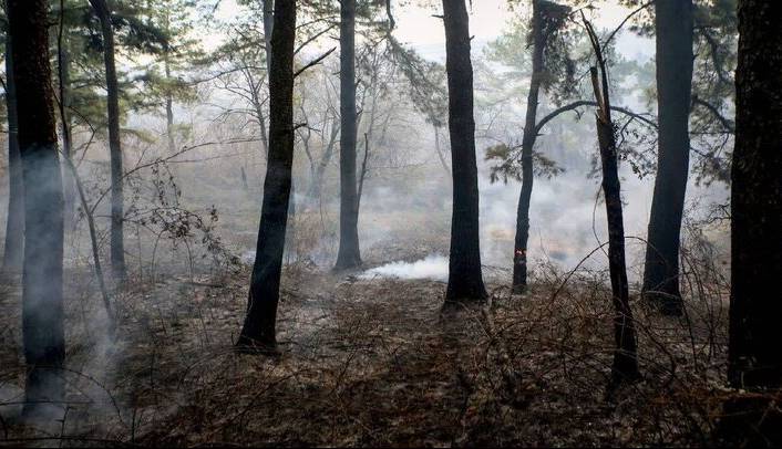 آتش‌سوزی جنگل‌ سیکا هزارجریب نکا مهار شد