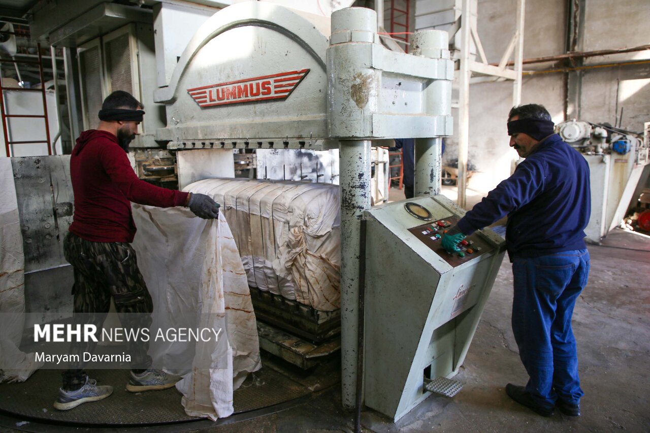 عکس/برداشت پنبه از مزارع خراسان شمالی