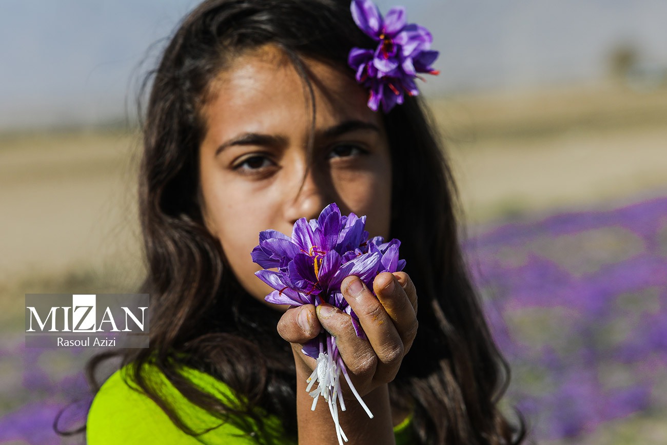 عکس/ برداشت گل زعفران در زاوه و درگز