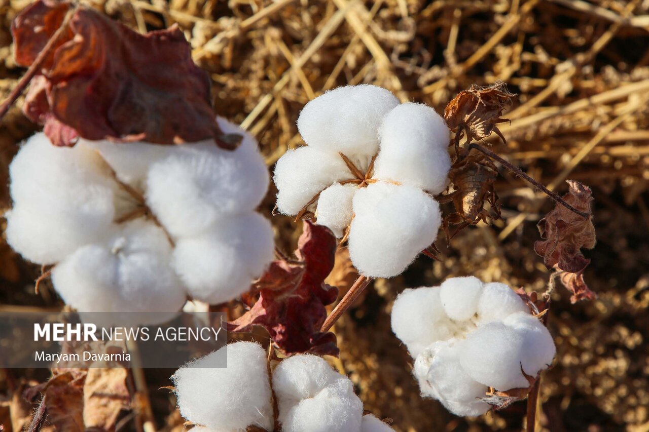 عکس/برداشت پنبه از مزارع خراسان شمالی