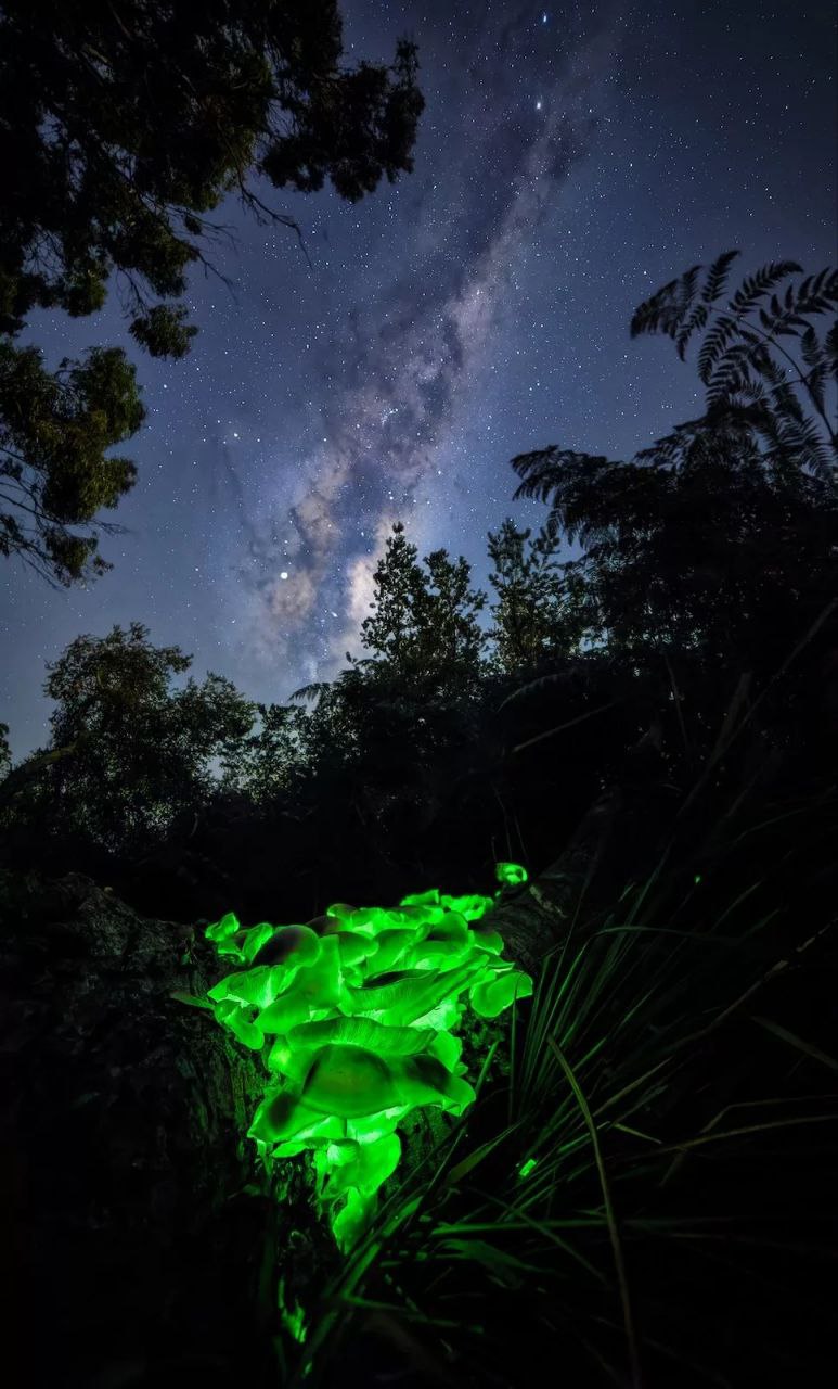 عکس/ برندگان مسابقه عکاسی اقیانوسیه ۲۰۲۵