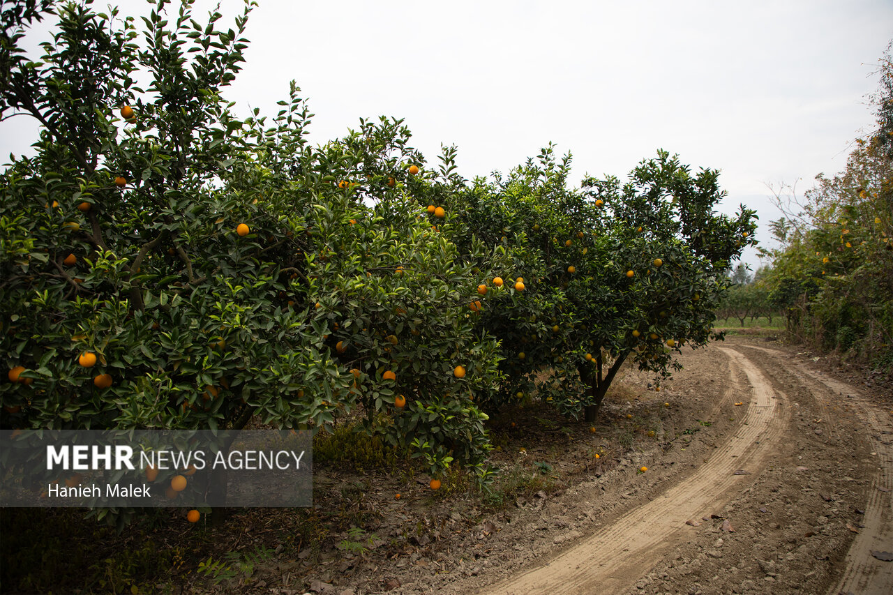 برداشت پرتقال در گلستان