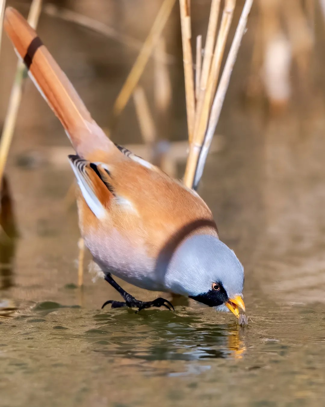  چرخ ریسک نیزار