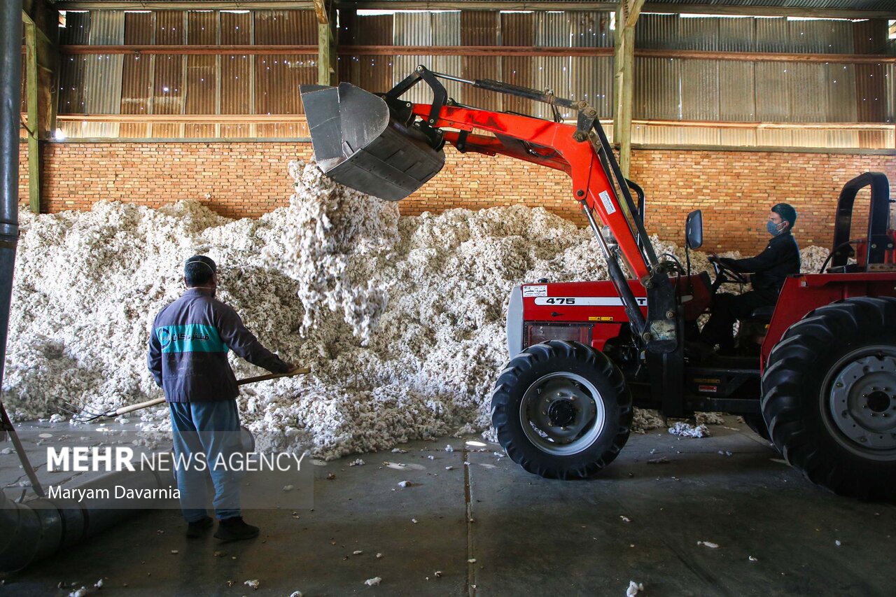 عکس/برداشت پنبه از مزارع خراسان شمالی