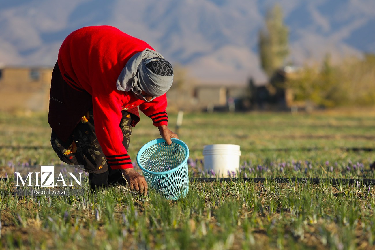 عکس/ برداشت گل زعفران در زاوه و درگز