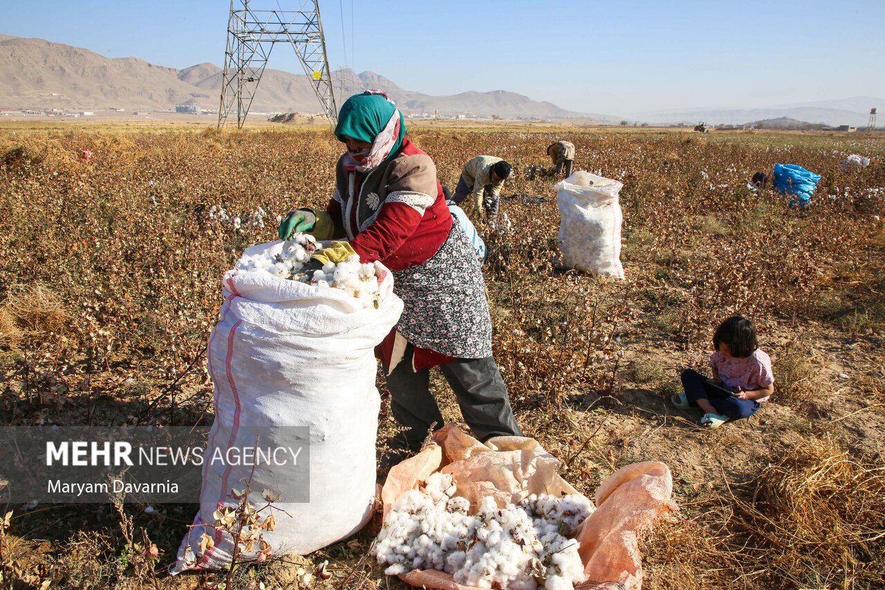 عکس/برداشت پنبه از مزارع خراسان شمالی