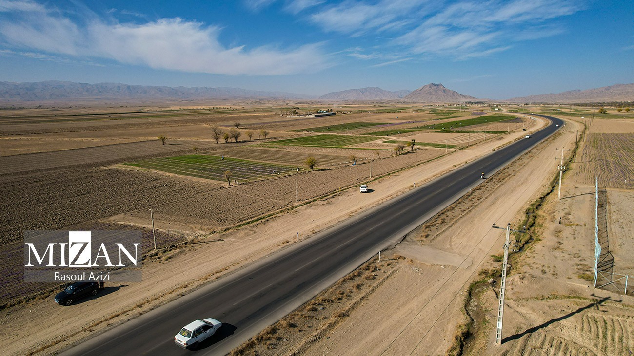 عکس/ برداشت گل زعفران در زاوه و درگز