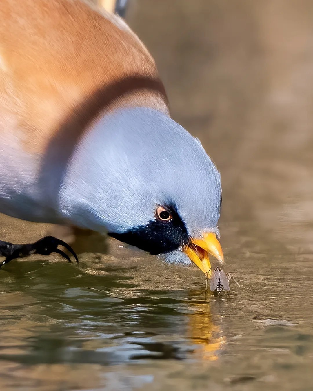  چرخ ریسک نیزار