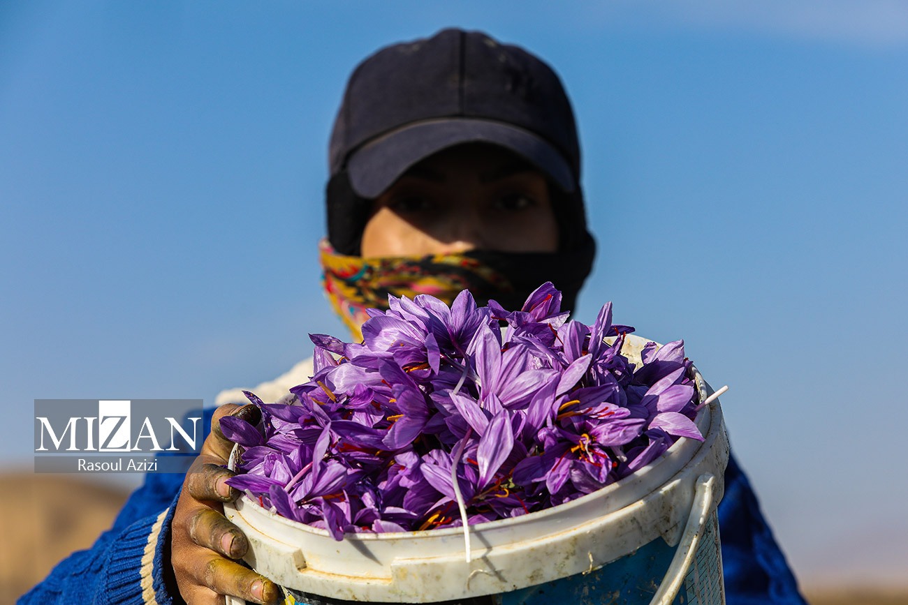 عکس/ برداشت گل زعفران در زاوه و درگز