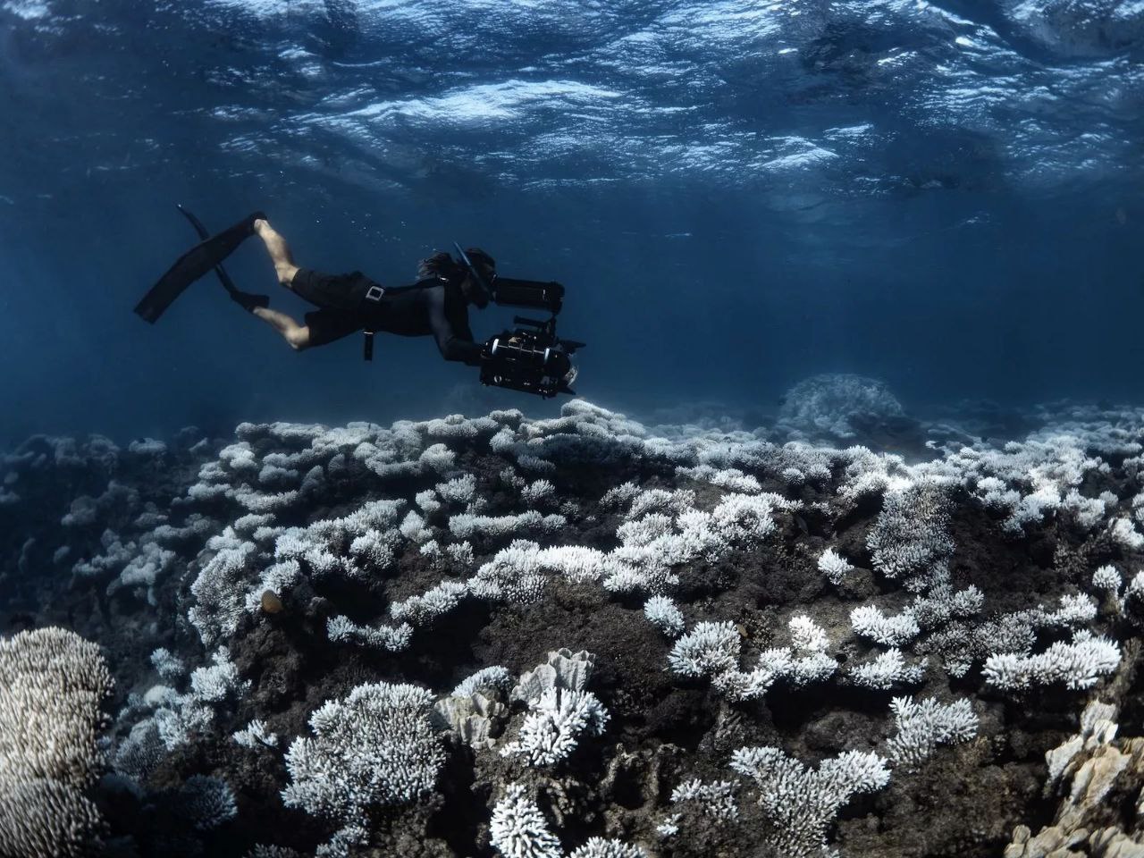 عکس/ برندگان مسابقه عکاسی اقیانوسیه ۲۰۲۵