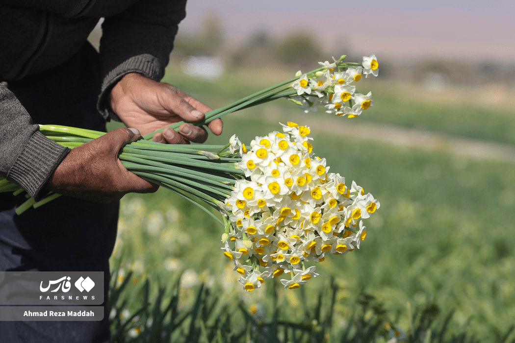 عکس/ برداشت گل نرگس در استان فارس