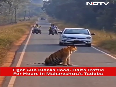 یک ببر با بستن جاده باعث توقف کامل خودروها شد!