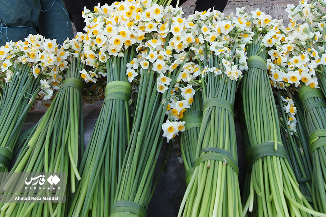 عکس/ برداشت گل نرگس در استان فارس