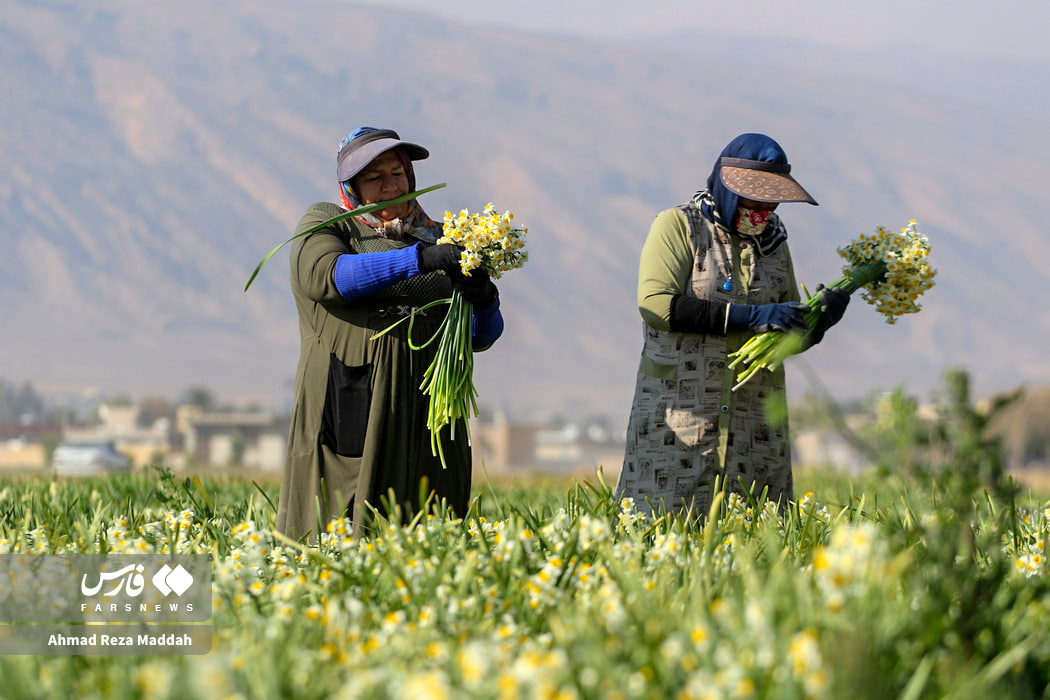 عکس/ برداشت گل نرگس در استان فارس