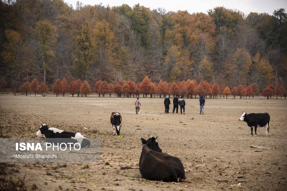 عکس/ پاییز خشک مازندران؛ دریاچه الندان نفس کم می‌آورد!
