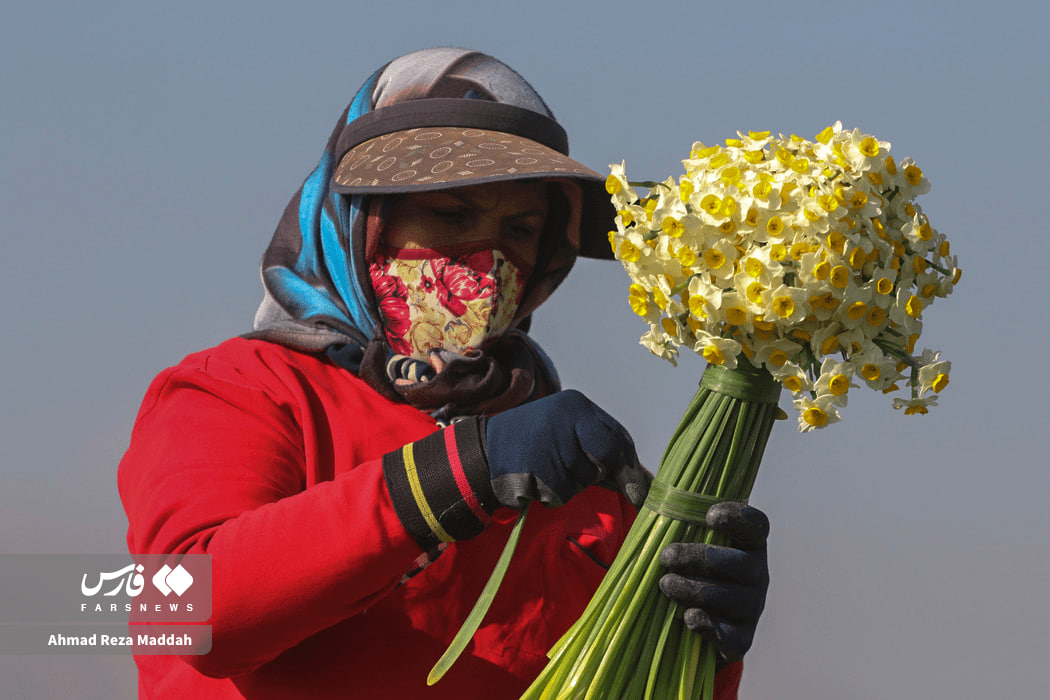 عکس/ برداشت گل نرگس در استان فارس